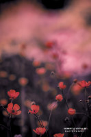 11k fotoart foto fotografie kunst composing bildbearbeitung blumen landschaft tiere portrait stil weithaler norbert